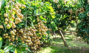Nông sản Sơn La hướng tới sản xuất theo đơn đặt hàng