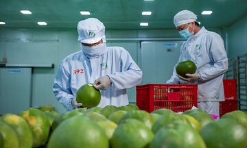 Chanh, bưởi, sầu riêng Việt tăng trưởng mạnh tại Canada nhờ CPTPP