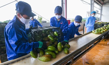 Khôi phục xuất khẩu rau, quả sang Trung Quốc: Đa dạng các giải pháp hỗ trợ