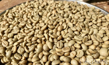 Giá cà phê Robusta tăng nhẹ gần 0,5% lên mức 3.677 USD/tấn