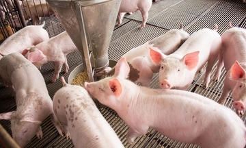 Giá heo hơi hôm nay 8/7/2025: Miền Nam tiếp tục giảm