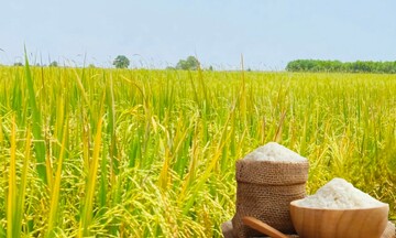 Giá lúa gạo hôm nay ngày 8/7/2025: Lúa tăng, gạo thường giảm mạnh