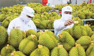 Sầu riêng Việt Nam: Từ 'ngôi sao' xuất khẩu đến bài toán tái cấu trúc bền vững