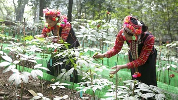 'Đánh thức' tiềm năng ngành hàng xuất khẩu tỷ USD: Cần một chính sách riêng