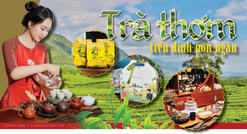 Longform | Trà thơm trên đỉnh non ngàn