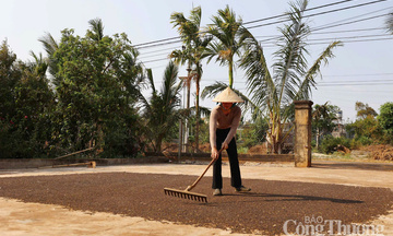 Dự báo giá tiêu trong nước ngày mai 12/7/2025, thị trường biến động giảm