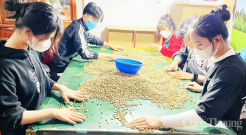Giá cà phê hôm nay 18/7/2025: Thế giới lại quay đầu giảm mạnh