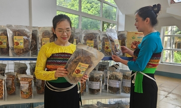 Măng rừng ‘lên phố’: Hương núi rừng tìm lối đi mới