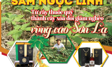 Longform | Sâm Ngọc Linh: Từ cây thuốc quý thành cây xóa đói giảm nghèo vùng cao Sơn La
