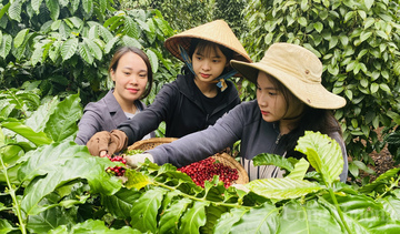Dự báo giá cà phê ngày mai 22/7/2025, thị trường biến động giảm