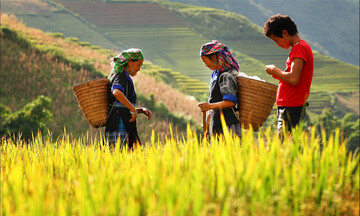 Gạo Già Dui Xín Mần: Nâng tầm thương hiệu theo chuỗi giá trị