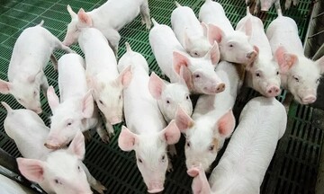 Giá heo hơi hôm nay ngày 23/7/2025: Tiếp đà lao dốc