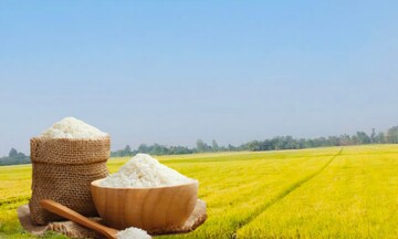 Giá lúa gạo hôm nay ngày 23/7: Gạo xuất khẩu tiếp đà tăng nhẹ