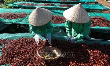 Tin Công Thương 28/7:  Bộ Công Thương tháo gỡ khó khăn cho doanh nghiệp xuất khẩu nông sản