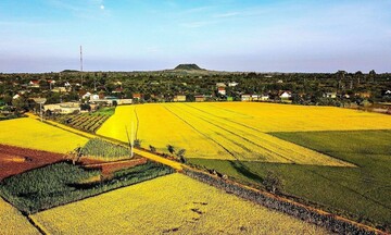 Lúa đặc sản ‘hồi sinh’ vùng đất núi lửa Nâm Blang
