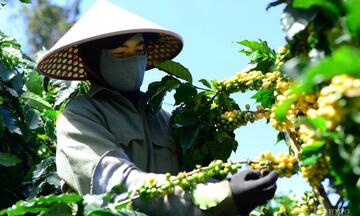 Dự báo giá cà phê ngày mai 6/8/2025: Có thể vượt 100.000 đồng/kg