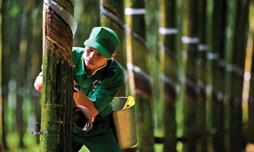 Cao su Việt Nam duy trì vị thế số 2 tại thị trường Trung Quốc 