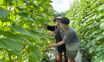 Liên kết sản xuất, tiêu thụ: Mở lối cho Trang Chủ OKVIP COM Top #1 vùng dân tộc thiểu số