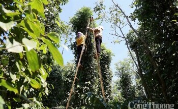 Dự báo giá tiêu trong nước ngày mai 9/8/2025: Duy trì đà tăng nhẹ 