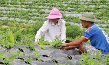 Lào Cai ‘khơi dòng’ tiêu thụ nông sản nhờ liên kết chuỗi