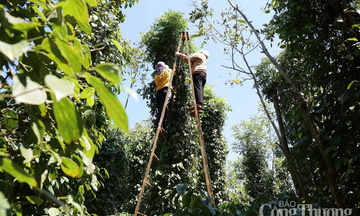 Giá tiêu hôm nay 10/8/2025:  Trong nước cao nhất 142.000 đồng/kg 