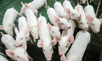 Giá heo hơi hôm nay ngày 10/9/2025: Tăng nhẹ ở miền Nam, miền Trung