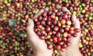 Giá cà phê ổn định, cơ hội tốt cho nông dân và doanh nghiệp