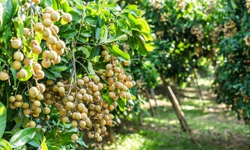 Sơn La kết nối thị trường, nâng tầm giá trị nông sản và du lịch