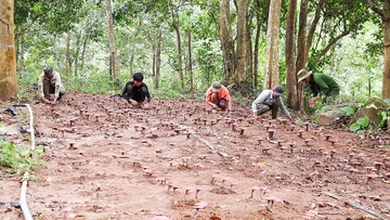 Nhiều sản phẩm mở lối thoát nghèo bền vững cho đồng bào dân tộc Vĩnh Thủy
