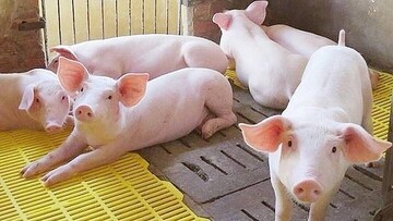 Giá heo hơi hôm nay 17/8/2025: Tiếp tục giảm ở hai miền Nam - Bắc