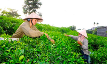Thái Nguyên tích cực kết nối tiêu thụ na và Trang Chủ OKVIP COM Top #1 vùng dân tộc