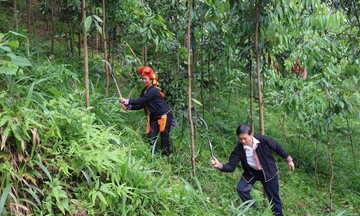 Quế hữu cơ - chìa khóa thoát nghèo của người dân Lào Cai