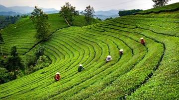 Phú Thọ: Thoát nghèo nhờ xây dựng thương hiệu nông sản