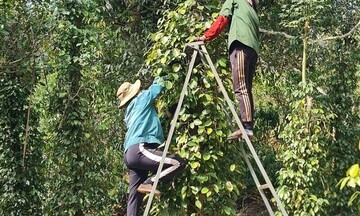 Giá tiêu hôm nay 26/8/2025: Trong nước tăng mạnh 2.000 đồng/kg