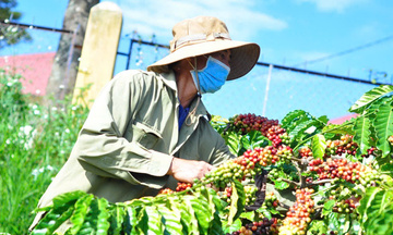 Giá cà phê hôm nay 26/8/2025: Trong nước quay đầu giảm 
