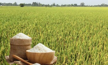Giá lúa gạo hôm nay ngày 26/8: Gạo nguyên liệu giảm mạnh