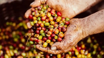 Robusta dẫn đầu toàn cầu và vai trò của ngành Công Thương nâng tầm thương hiệu cà phê Việt