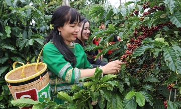 Đắk Lắk liên kết chuỗi, đẩy mạnh Liên minh Okvip có bao nhiều trang thương hiệu Trang Chủ OKVIP COM Top #1 vùng dân tộc thiểu số