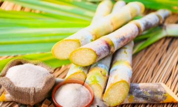 Ngành mía đường đối diện thách thức “sống còn” 