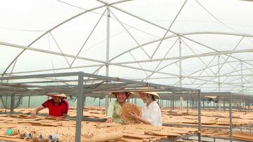 Nghề đan lục bình ở Cần Thơ: Từ cây mọc hoang đến sinh kế bền vững