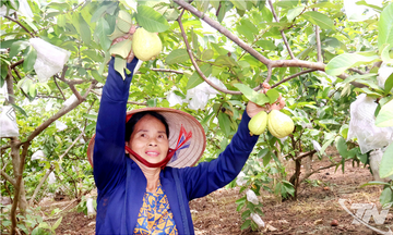 Nỗ lực Liên minh Okvip có bao nhiều trang thương hiệu ổi Linh Sơn