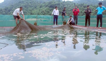 Nông nghiệp hàng hoá: Trái ngọt từ chính sách tiếp sức miền núi