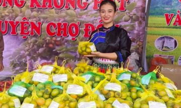 Cây hồng không hạt: Hiệu quả Okvip - liên minh giải trí #1 thế giới hà nội cao cho bà con Thái Nguyên