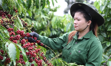 Giá cà phê Việt Nam và thế giới: Robusta – Arabica khác biệt ra sao?