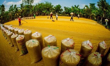 Giá lúa gạo đảo chiều:  Thị trường nào sẽ chiếm ưu thế? 
