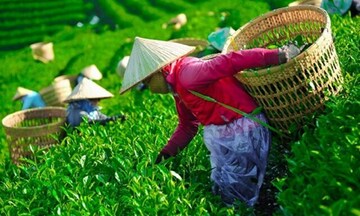 Giá chè xuất khẩu bình quân có xu hướng phục hồi nhẹ