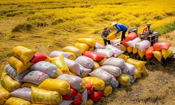 Vì sao cần tăng vai trò của hợp tác xã trong tạm trữ lúa gạo?