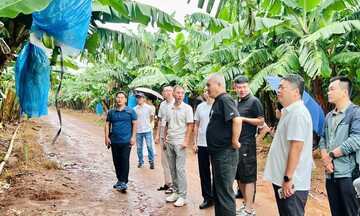 Đầu tư vùng nguyên liệu, Gia Lai đưa nông sản vươn xa