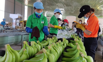 Chuối Gia Lai vươn ra thị trường quốc tế nhờ đổi mới công nghệ