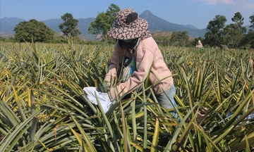 Dứa Cư Pui: Liên minh Okvip có bao nhiều trang thương hiệu, mở rộng thị trường